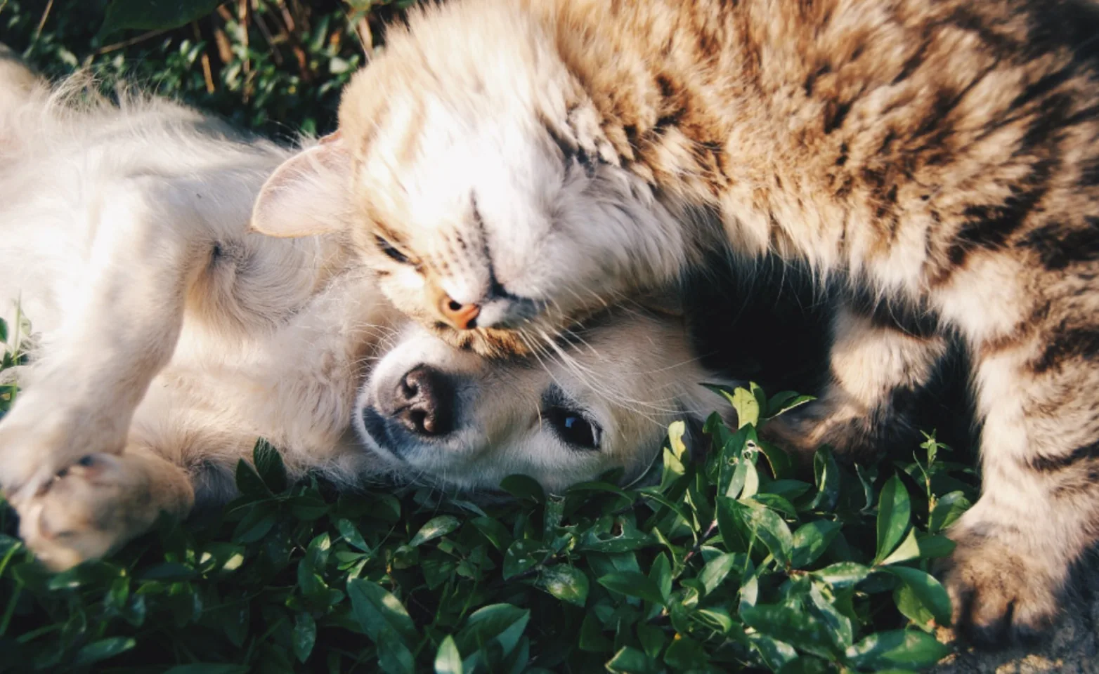 Dog and cat relaxing next to each other laying on grass
